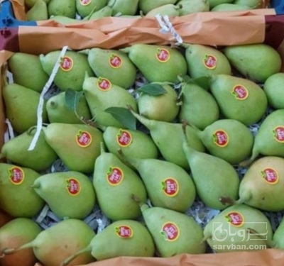 فروش گلابی بیروتی