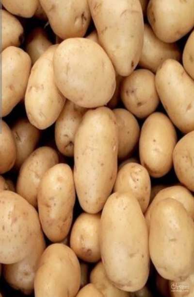 فروش سیب زمینی