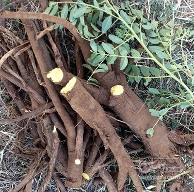 فروش شیرین بیان