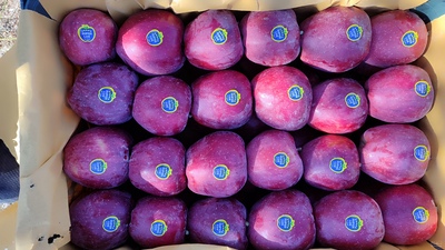 فروش سیب قرمز