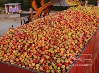 فروش سیب ضایعاتی