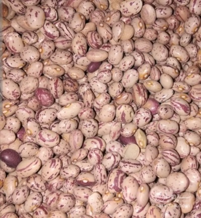 فروش لوبیا چیتی