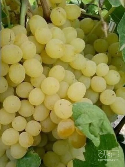 فروش انگور سفید بی دانه