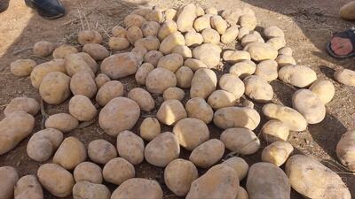 فروش سیب زمینی آگریا