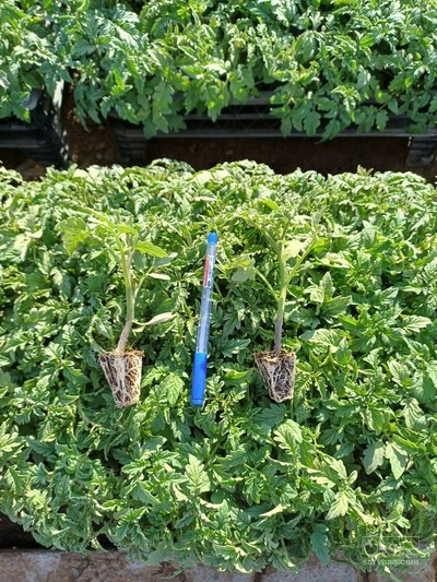 فروش نشا گوجه فرنگی جم