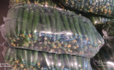 فروش خیار خطی