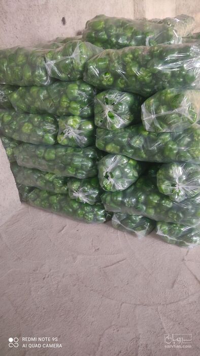 فروش فلفل دلمه ای سبز