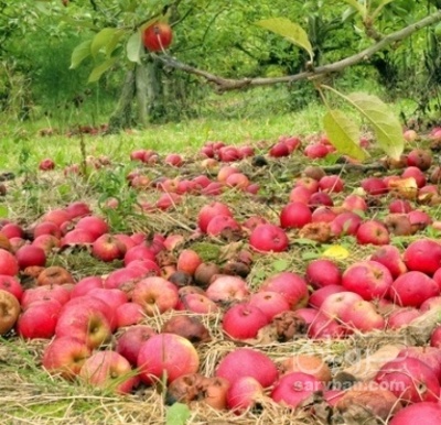 فروش سیب پادرختی