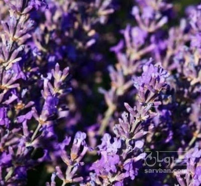 فروش اسطوخودوس گل