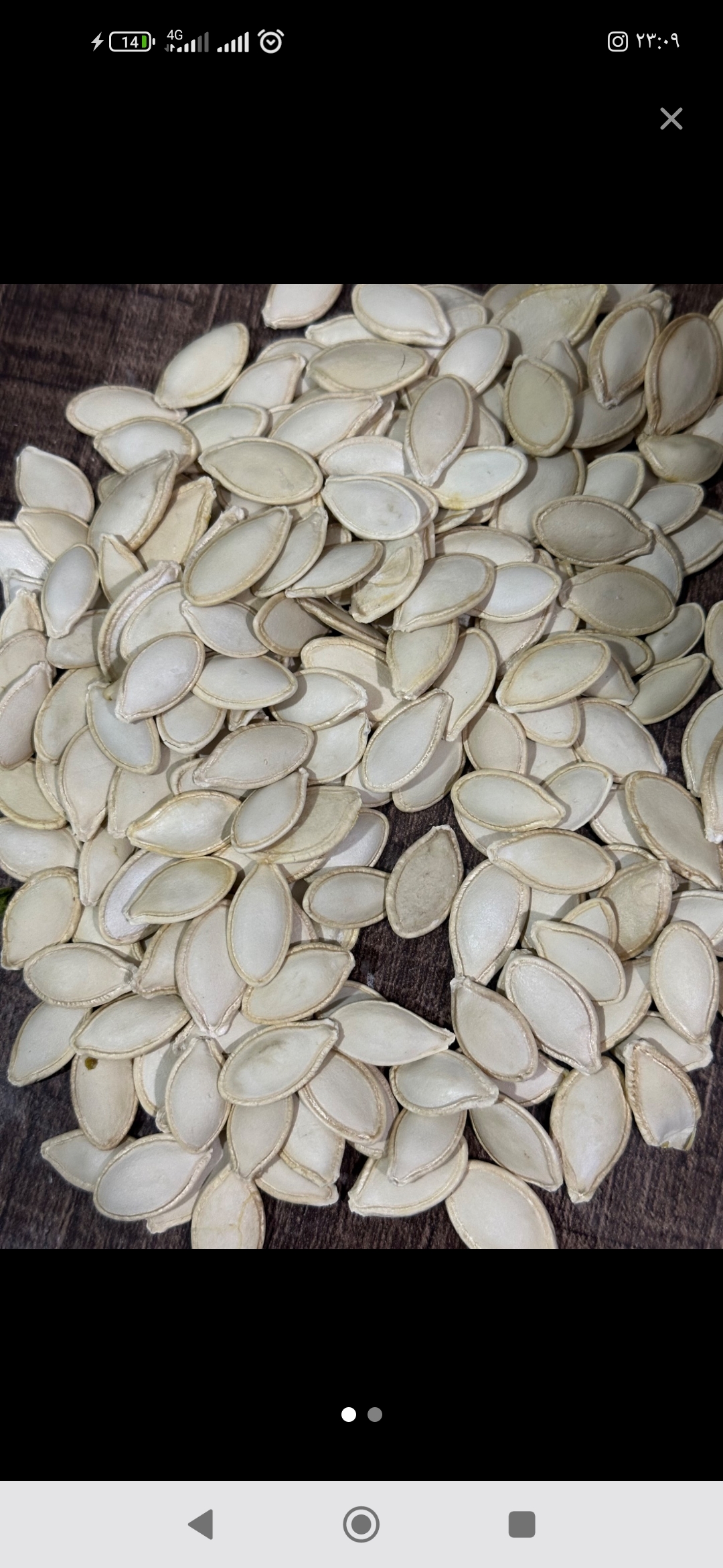 فروش تخمه  کدو