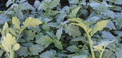 فروش نشا گوجه فرنگی 4129