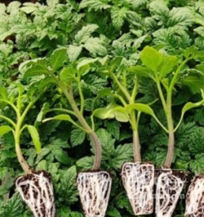 فروش نشا گوجه فرنگی 4224