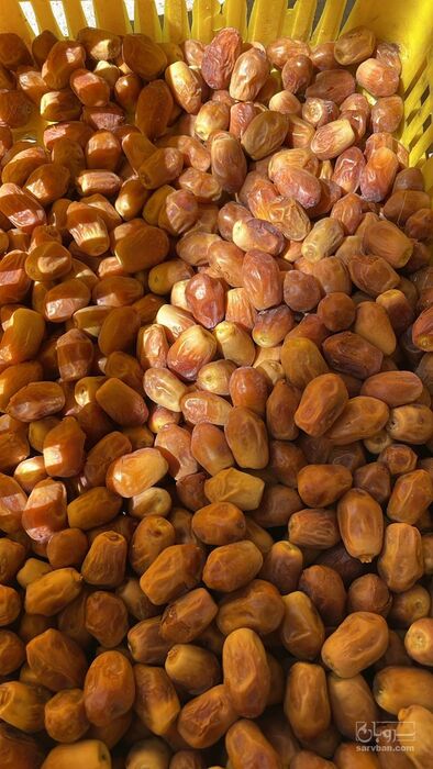 فروش خرما زاهدی