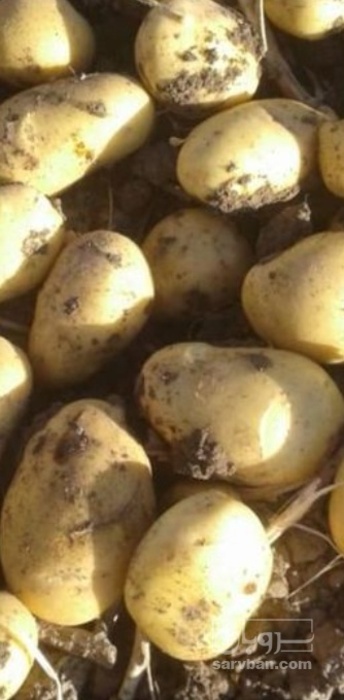 فروش سیب زمینی بذری401و خوراکی اگریا