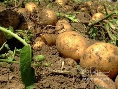 فروش سیب زمینی انباری