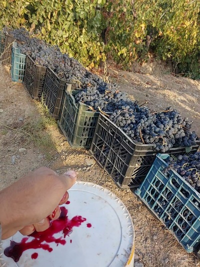 فروش انگور سیاه