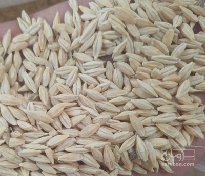 فروش یولاف - جو دو سر