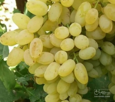 فروش انگور سفید فخری