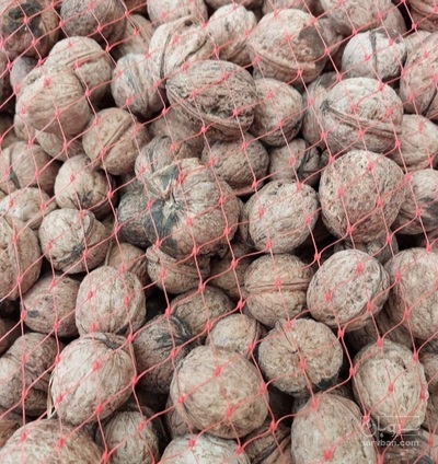 فروش گردو خشک