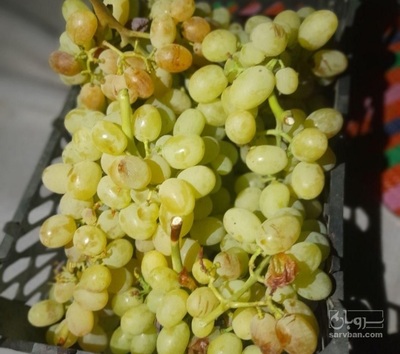 فروش انگور سفید فخری