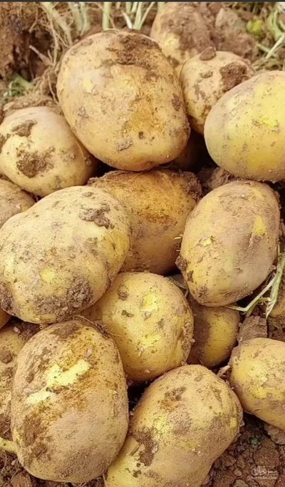 فروش سیب زمینی