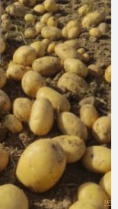 فروش سیب زمینی