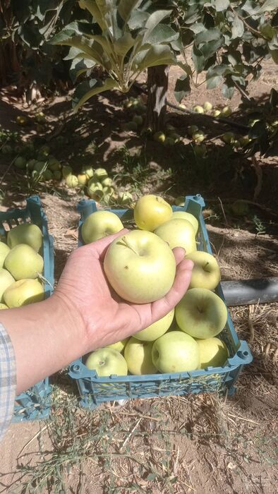 فروش سیب زرد