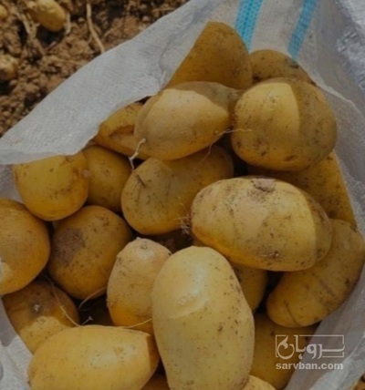 فروش سیب زمینی بامبو