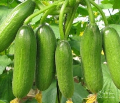فروش خیار گلخانه‌ای