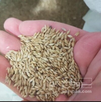 فروش  تخم کتان