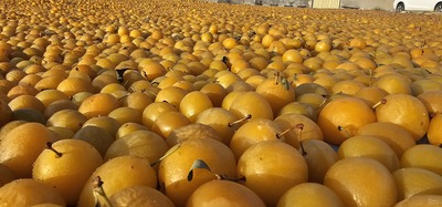 فروش آلو قطره طلای