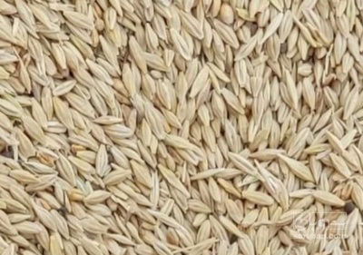 فروش یولاف - جو دو سر