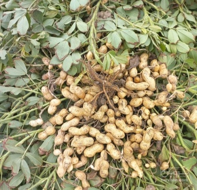 فروش بادام زمینی