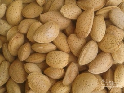 فروش بادام درختی