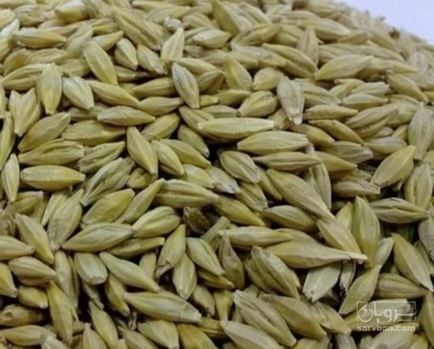 فروش یولاف - جو دو سر | سروبان