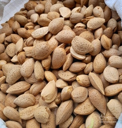 فروش بادام درختی
