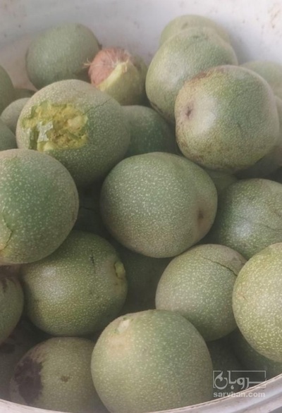 فروش گردو تازه