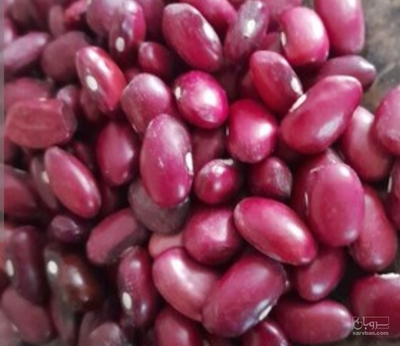 فروش لوبیا قرمز