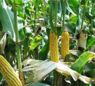 فروش چاپر ذرت - سیلاژ ذرت