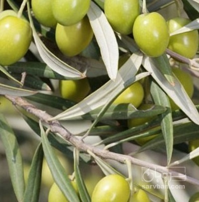 فروش زیتون ریز مخلوط