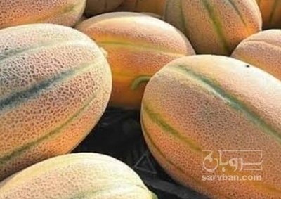 فروش طالبی جانا