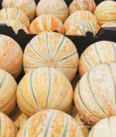 فروش خربزه شاهپسند