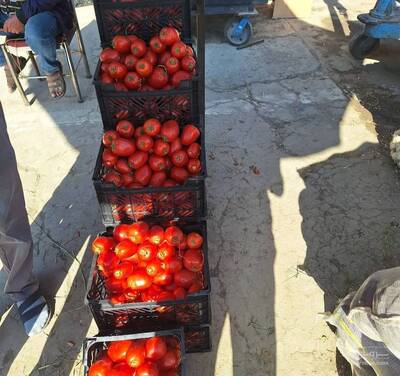 حق العمل کاری مرتضی احدی