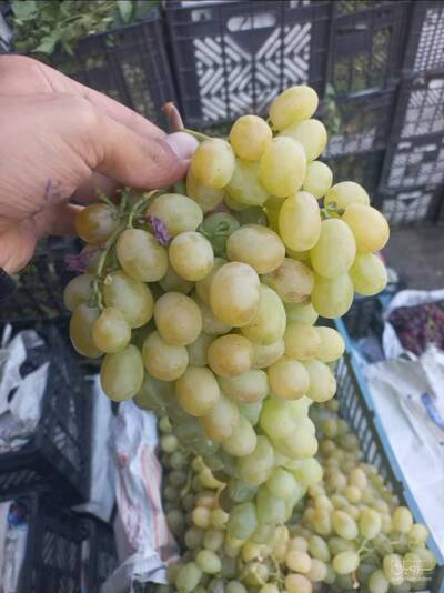 حق العمل کاری برادران میدان میری