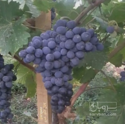 فروش انگور شانی
