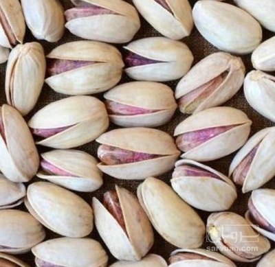 فروش پسته اکبری