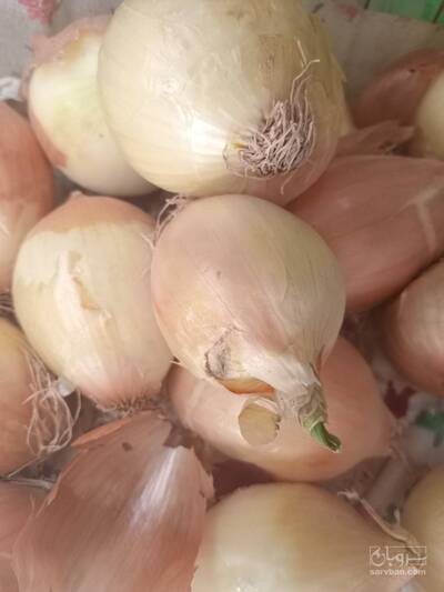 فروش پیاز زرد