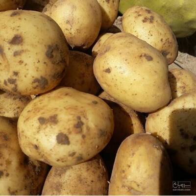 بار فروشی مهدی مزروعی