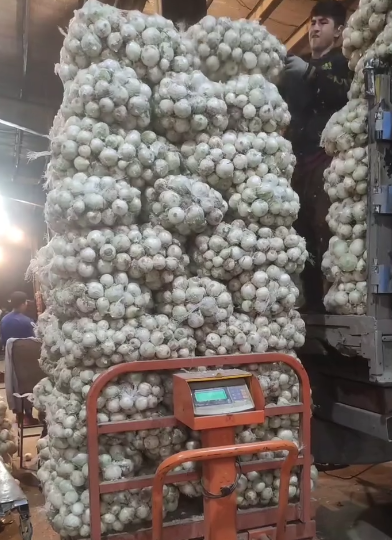 حق العمل کاری علی ساجدی