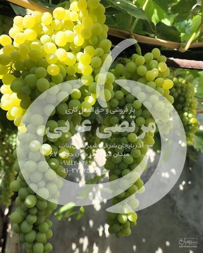 حق العمل کاری مرتضی عربی